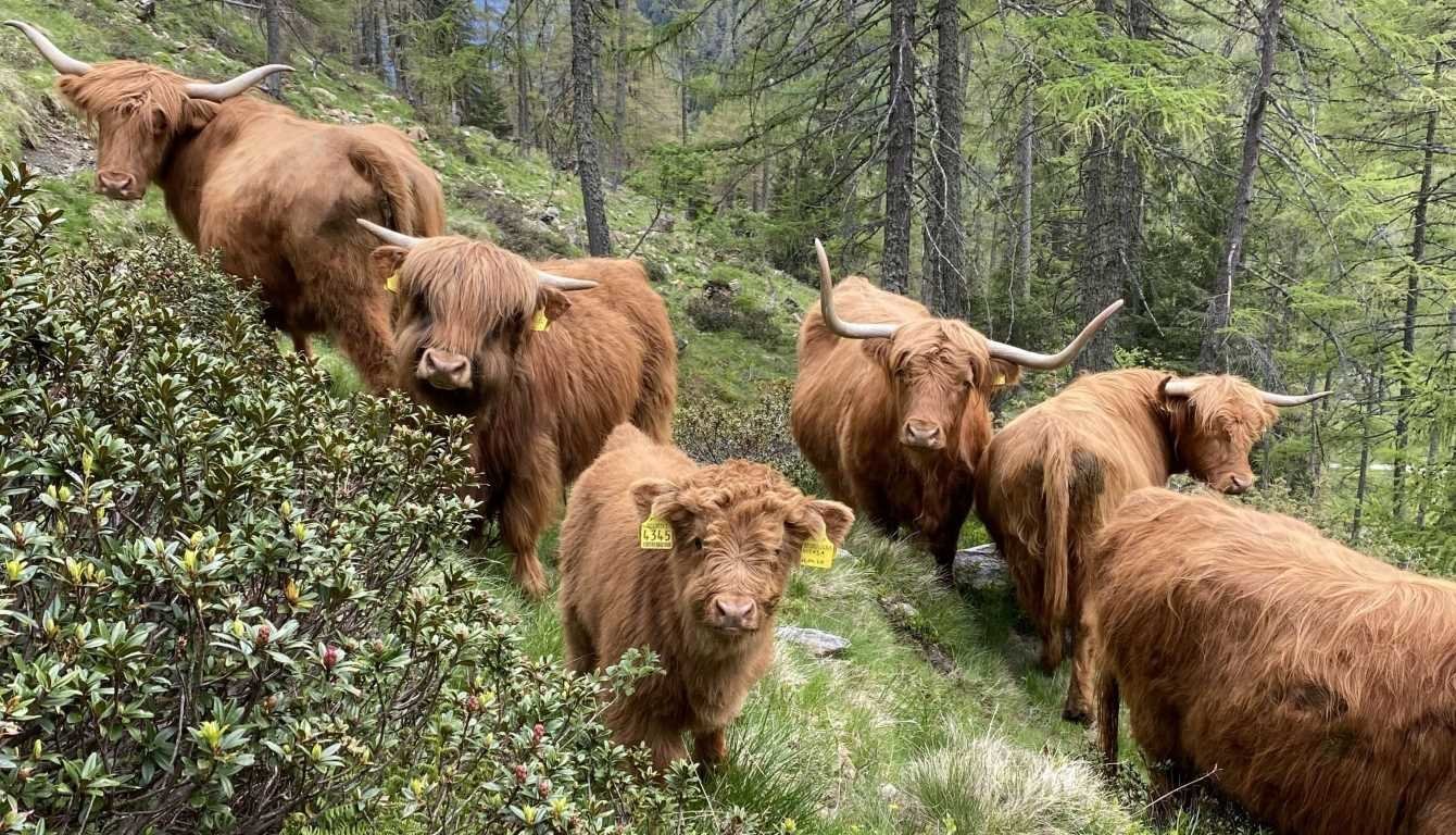 Neuer Züchterausschuss für das Schottische Hochlandrind
