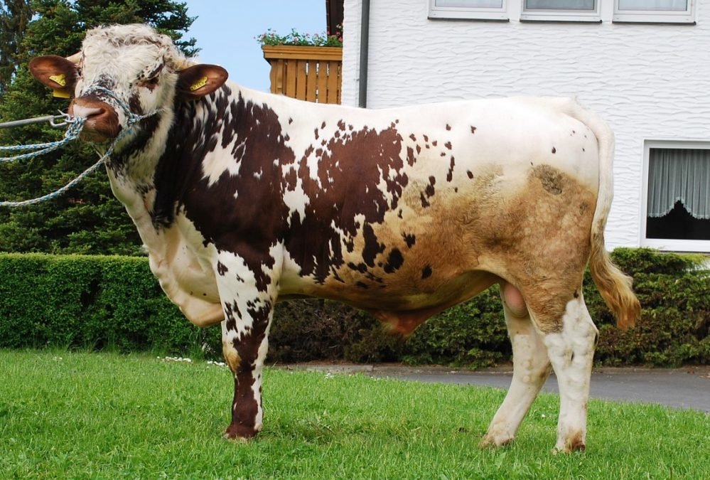Neuer Pustertaler Sprinzenstier für die Sprinzenzüchter