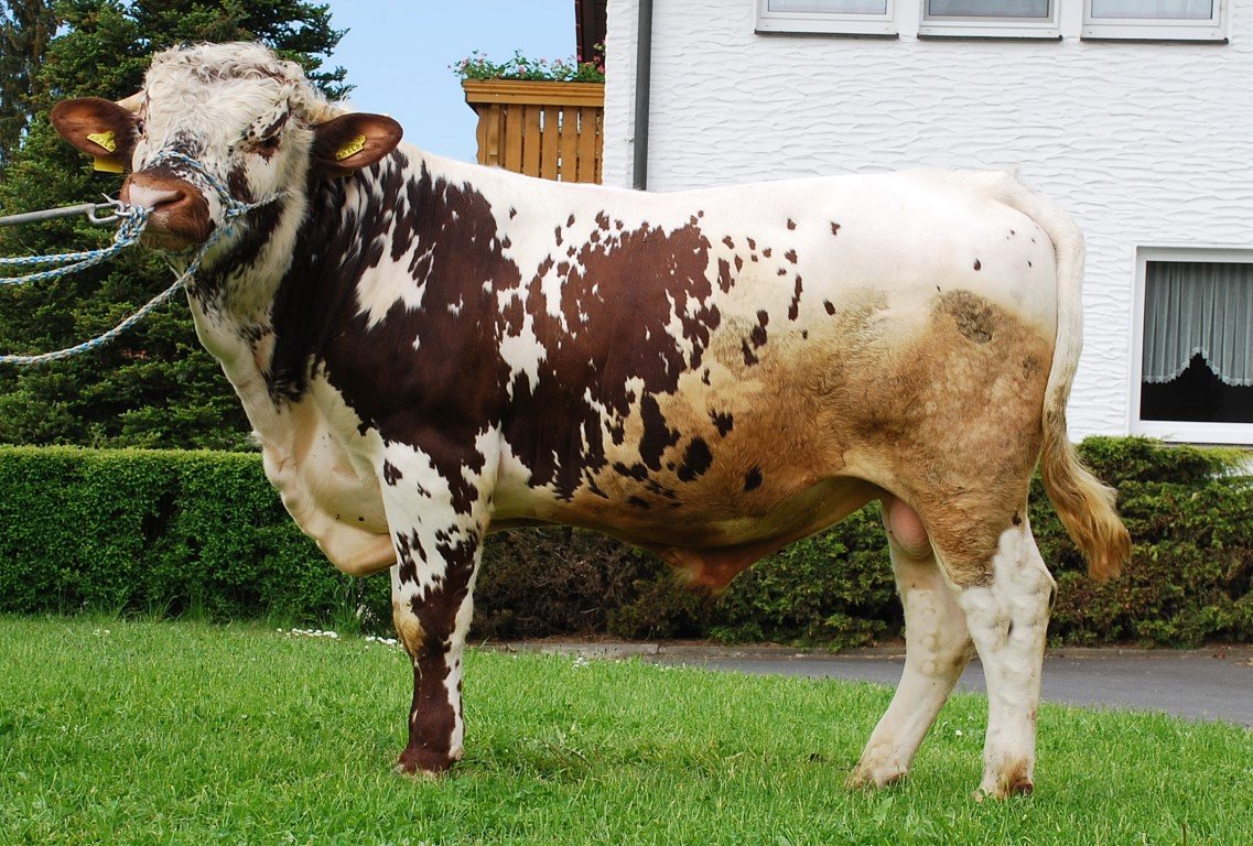 Neuer Pustertaler Sprinzenstier für die Sprinzenzüchter