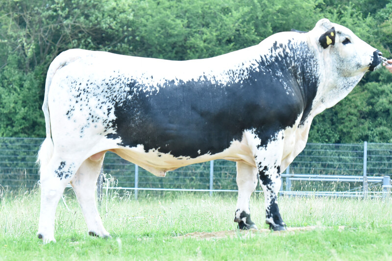 Neuer Pustertaler Sprinzenstier für die Sprinzenzüchter