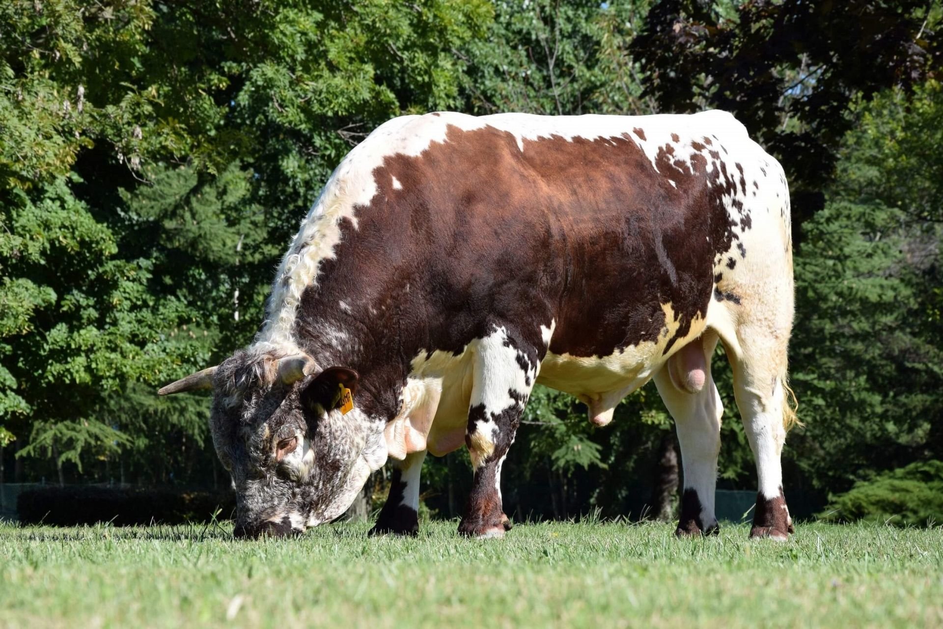 Neuer Pustertaler Sprinzenstier