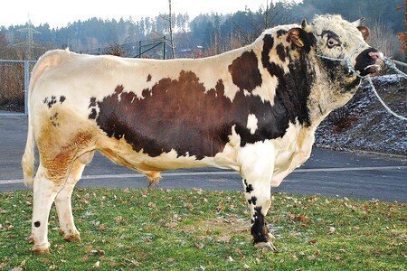 Neuer Pustertaler Sprinzenstier für die Sprinzenzüchter