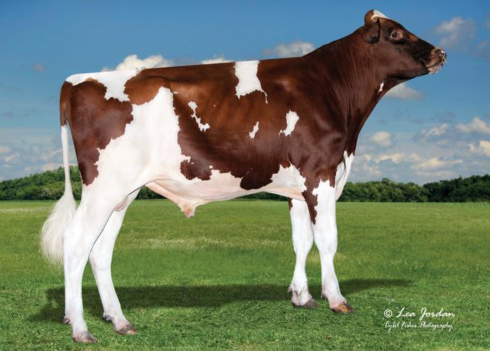 NEWS Holstein Spezialprogramm