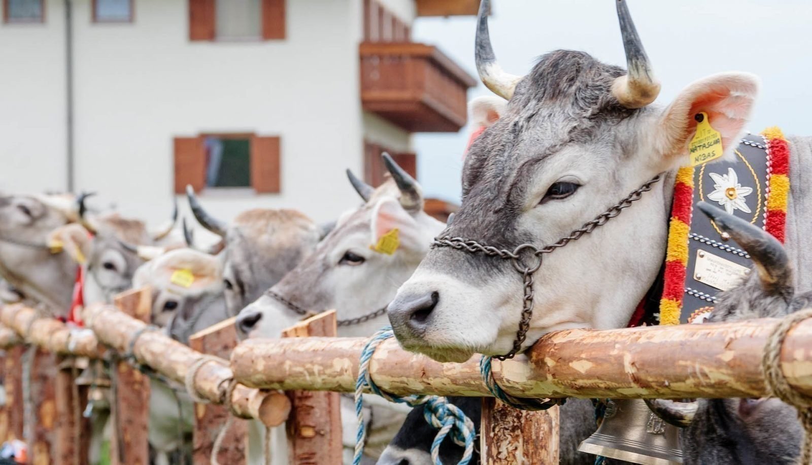 Rinderzuchtverband Südtirol