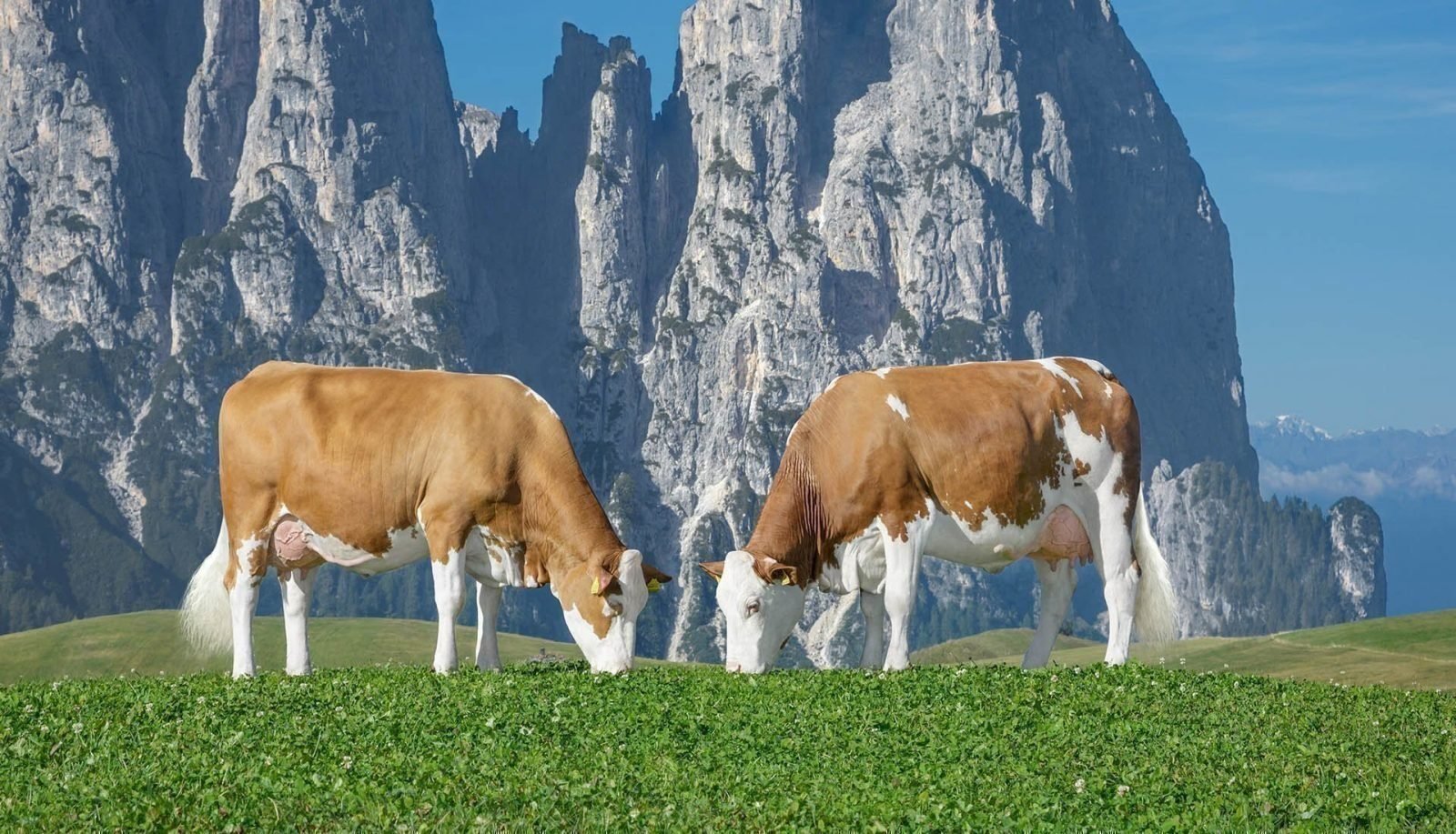 Rinderzuchtverband Südtirol