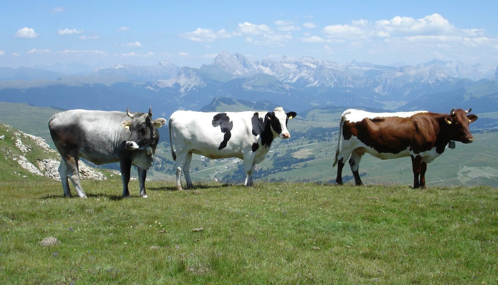 Rinderzuchtverband Südtirol