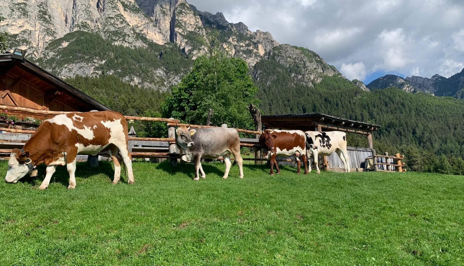 Rinderzuchtverband Südtirol