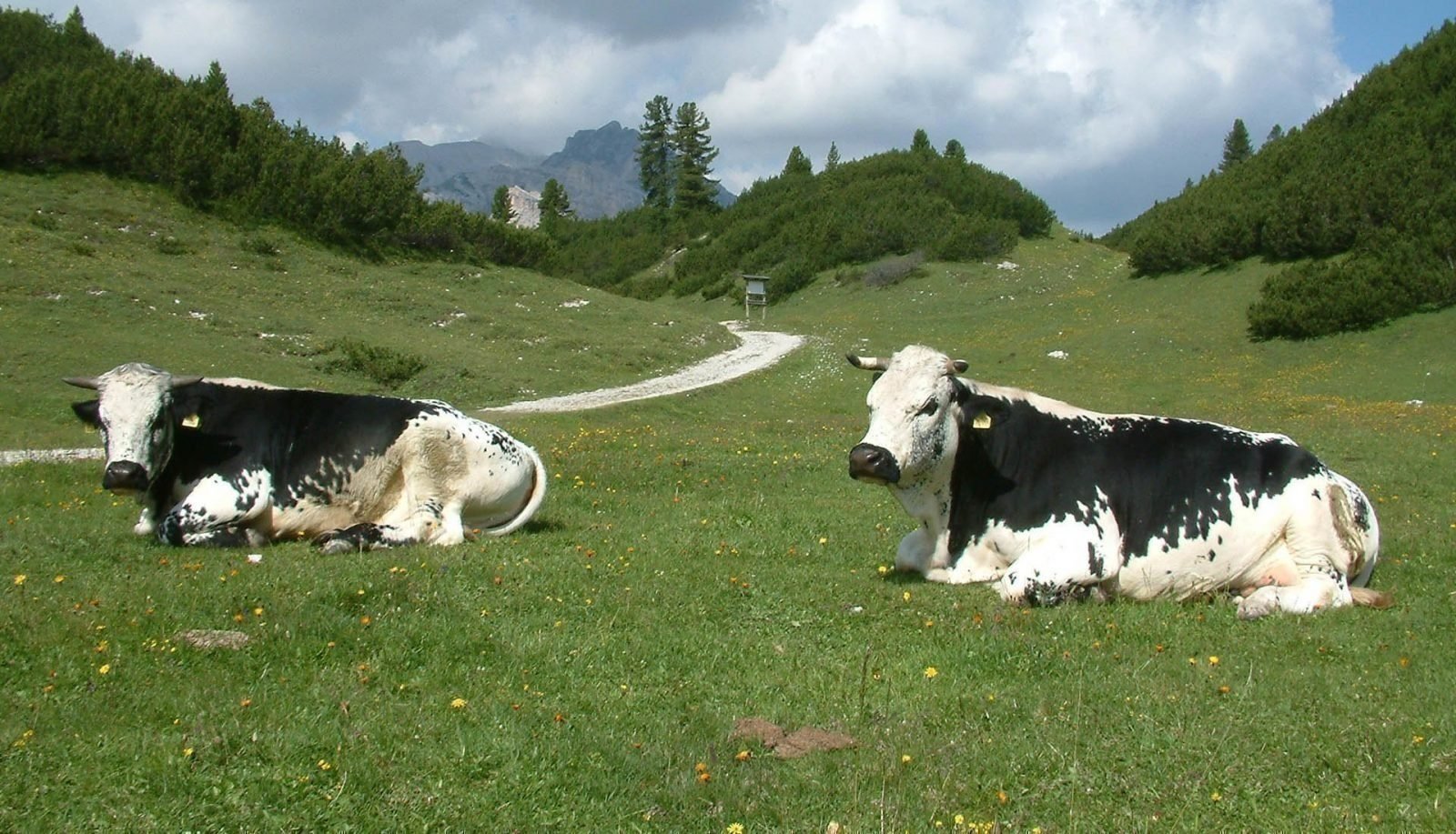 Rinderzuchtverband Südtirol