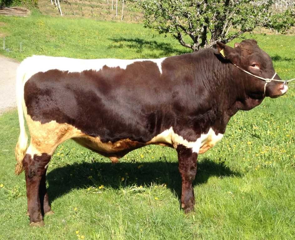 Zwei neue Stiere für die Pinzgauer Züchter