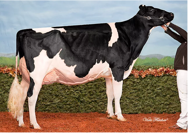 News Holstein Spezialprogramm