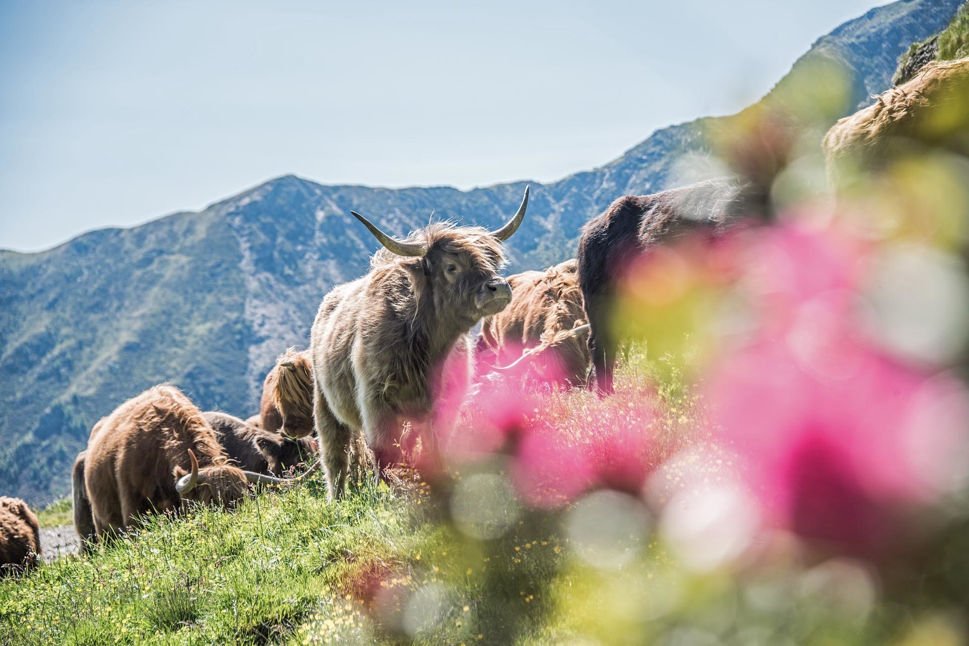 „Schottisches Hochlandrind trifft Pustertaler Sprinze“