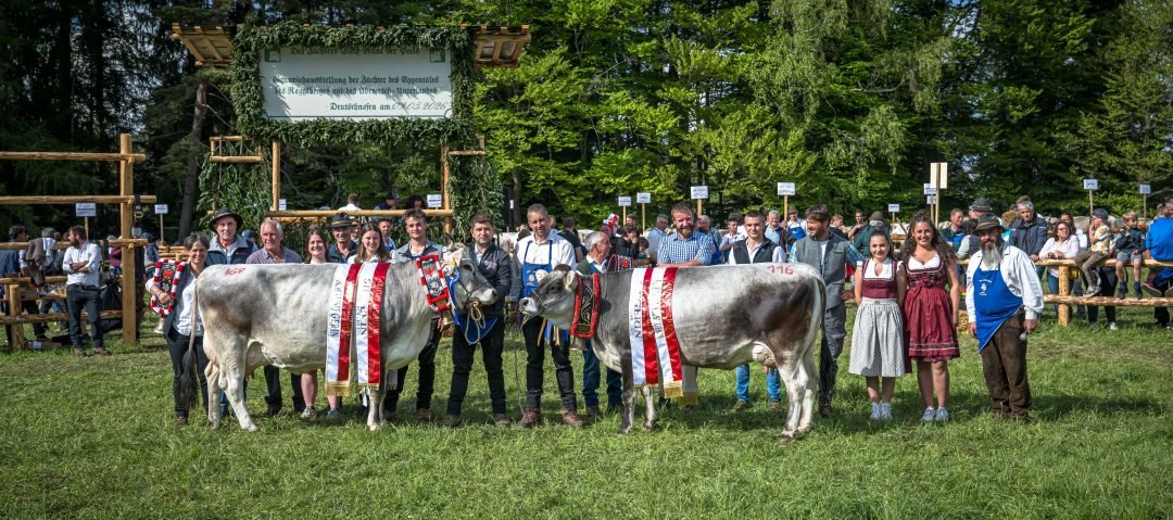 Reihung Grauvieh Ausstellung Eggental | Reggelberg | Unterland 9. Mai 2026