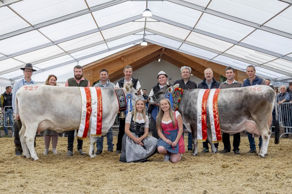 Reihung Grauviehgebietsschau Tschögglberg am 25. April 2025