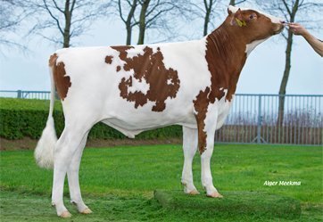 Neues Holstein-Besamungsprogramm