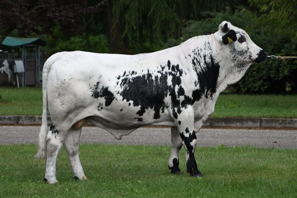 Neuer Pustertaler Sprinzenstier für die Sprinzenzüchter