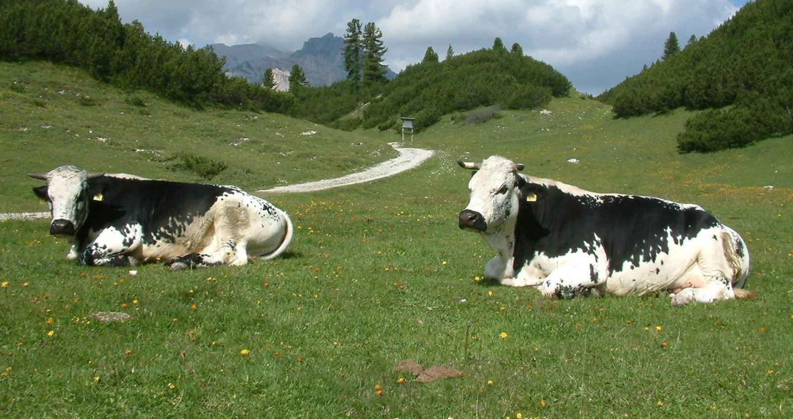 Die Pustertaler Sprinzen