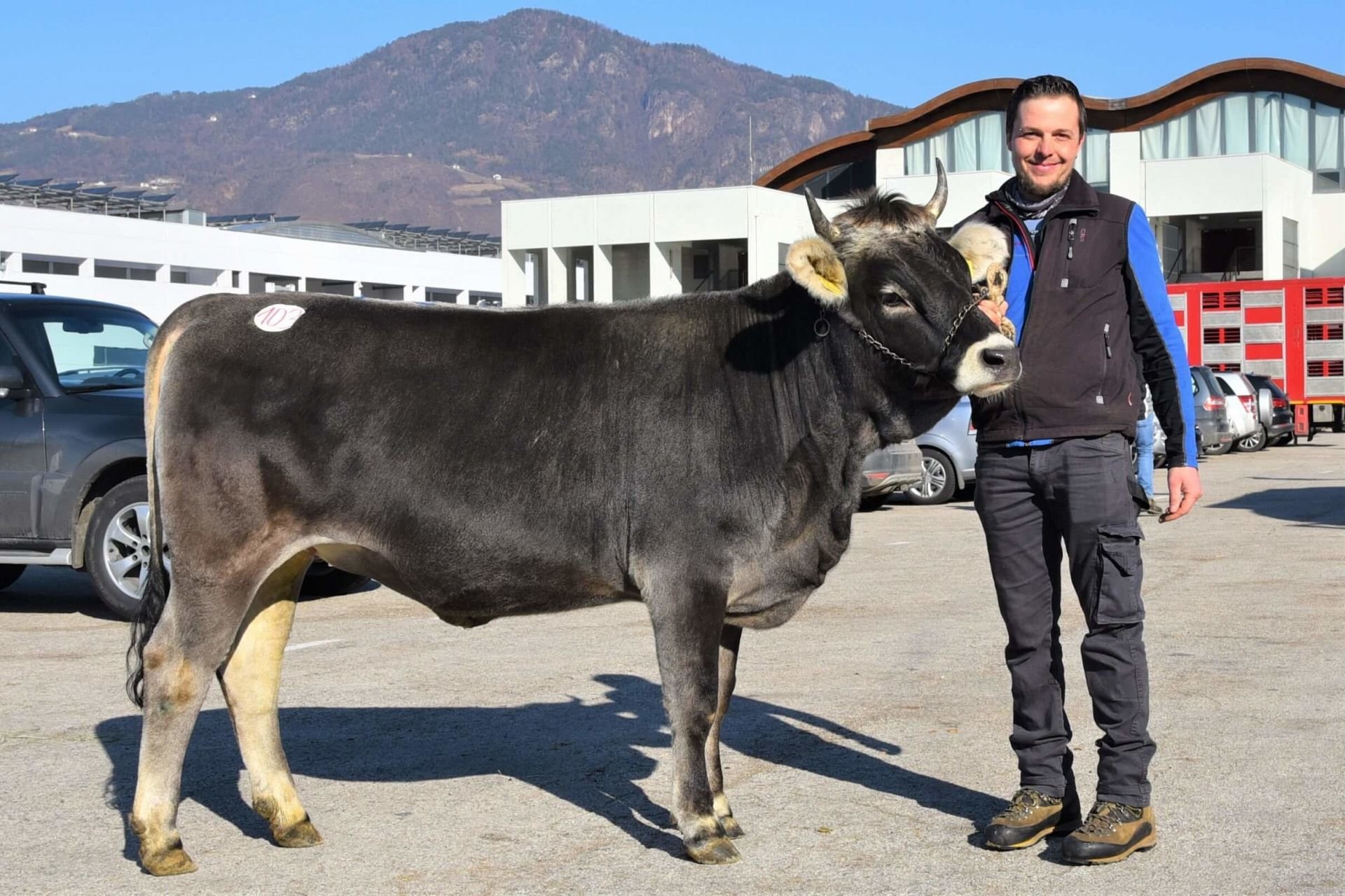 Versteigerungsbericht Grauvieh und Holstein