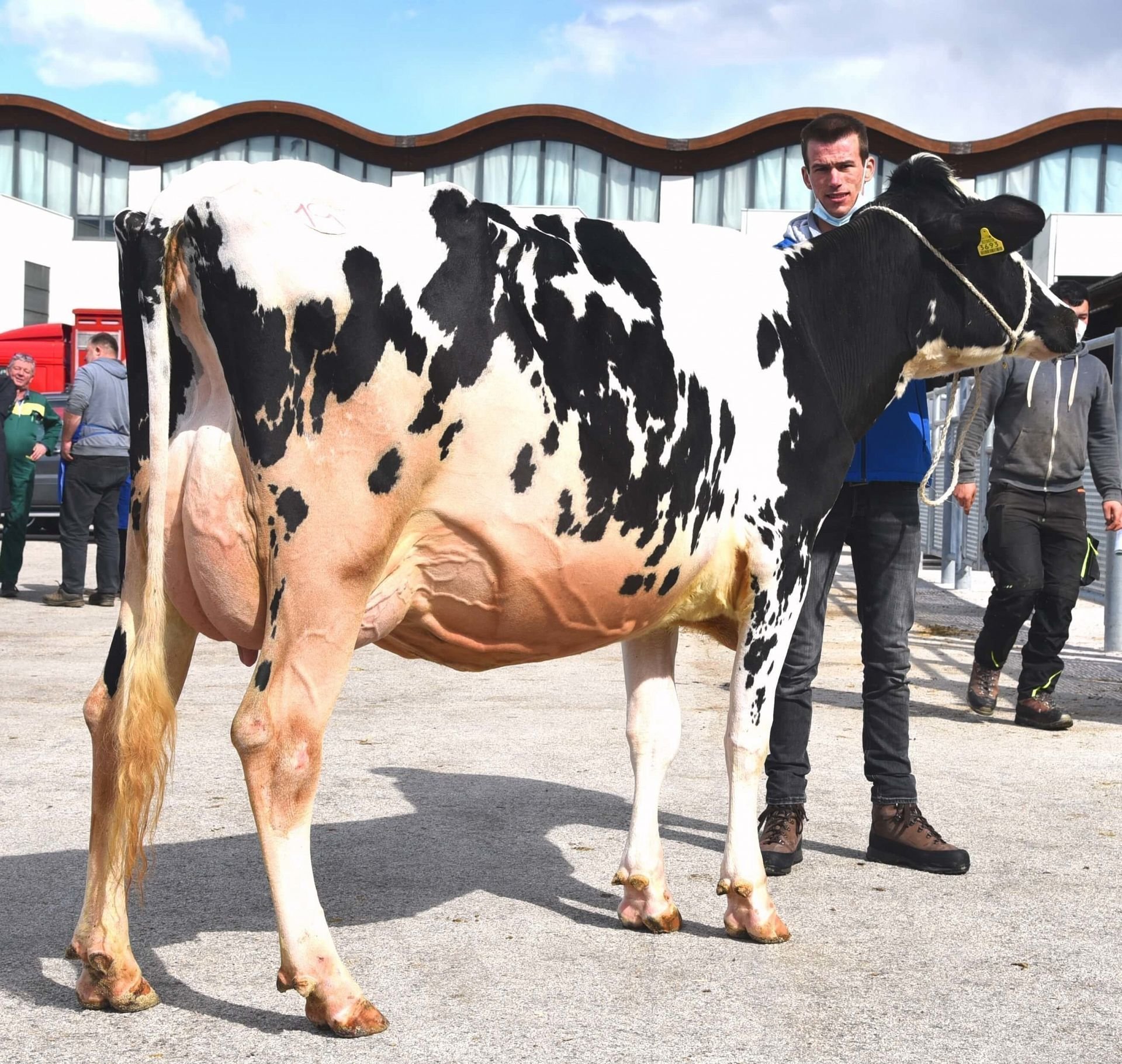 Versteigerungsbericht Grauvieh, Holstein, Pinzgauer 18.03.2021