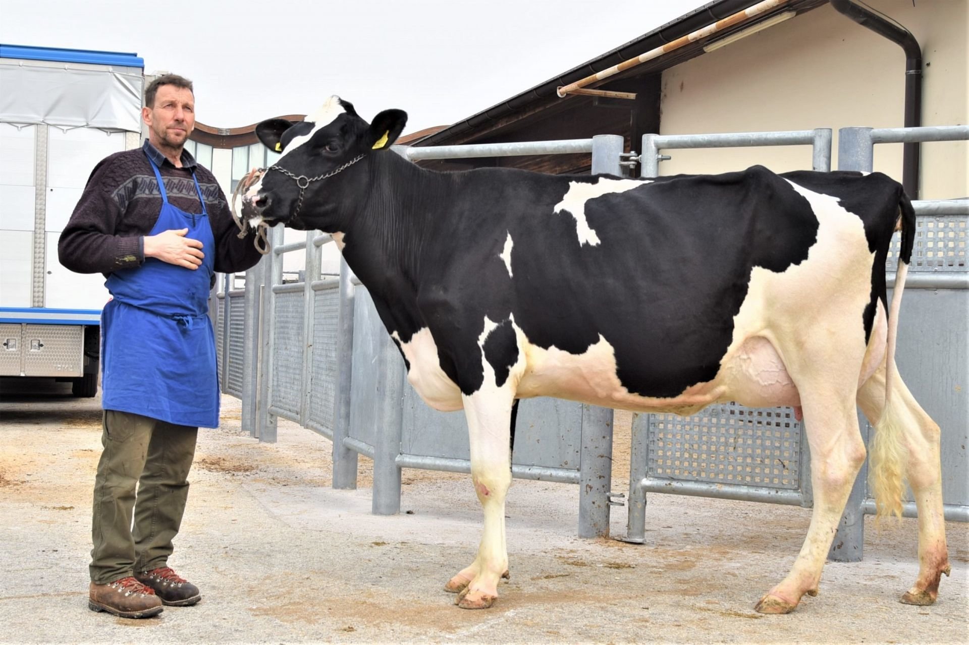 Versteigerungsbericht Grauvieh, Holstein und Pinzgauer