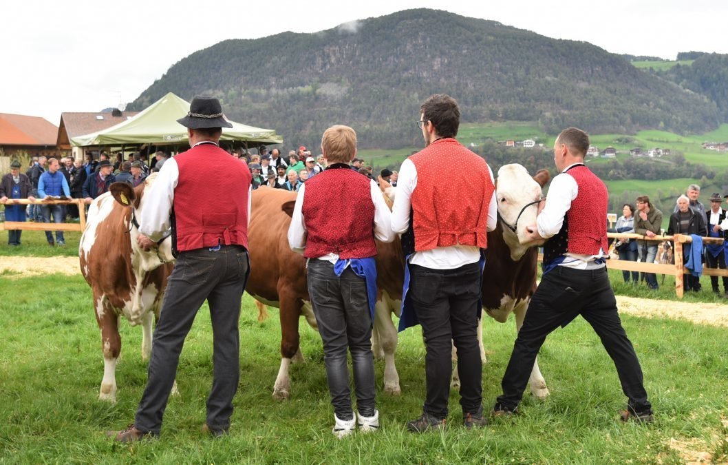 Gemeinsame Tierschau Völs am Schlern am 01. Mai 2023