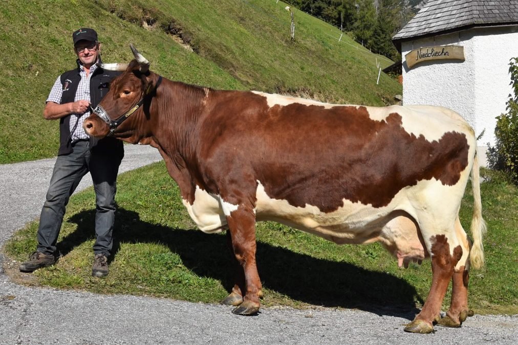 Über 75.000 Liter Lebensleistung – Pinzgauerkuh Weide