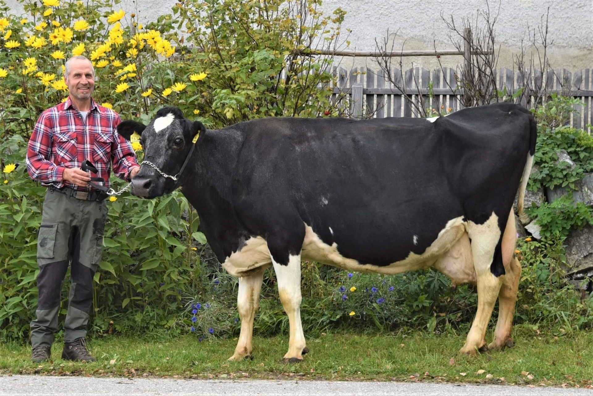 Über 100.000 Liter Lebensleistung – Im Porträt Holsteinkuh Iris