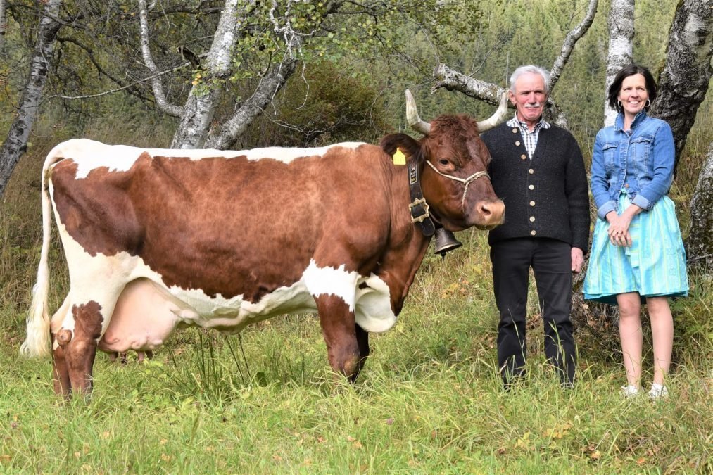 Über 75.000 Liter Lebensleistung – Pinzgauerkuh Edelweiss