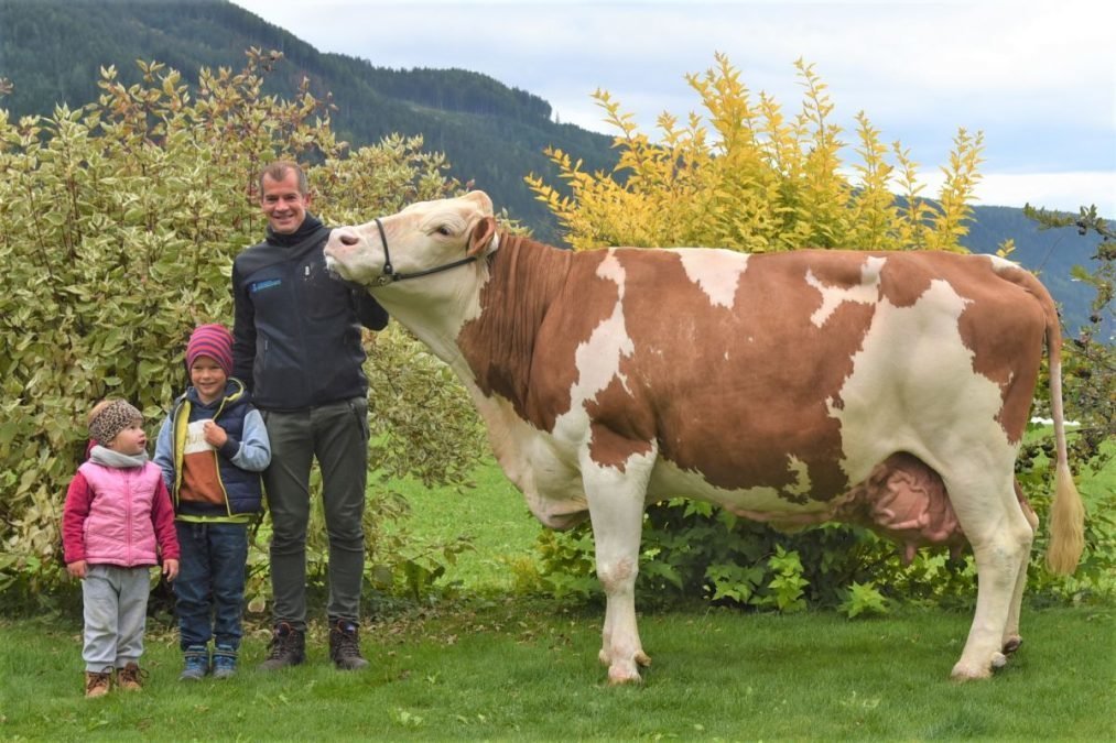 Über 100.000 Liter Lebensleistung! Fleckviehkuh Wassi