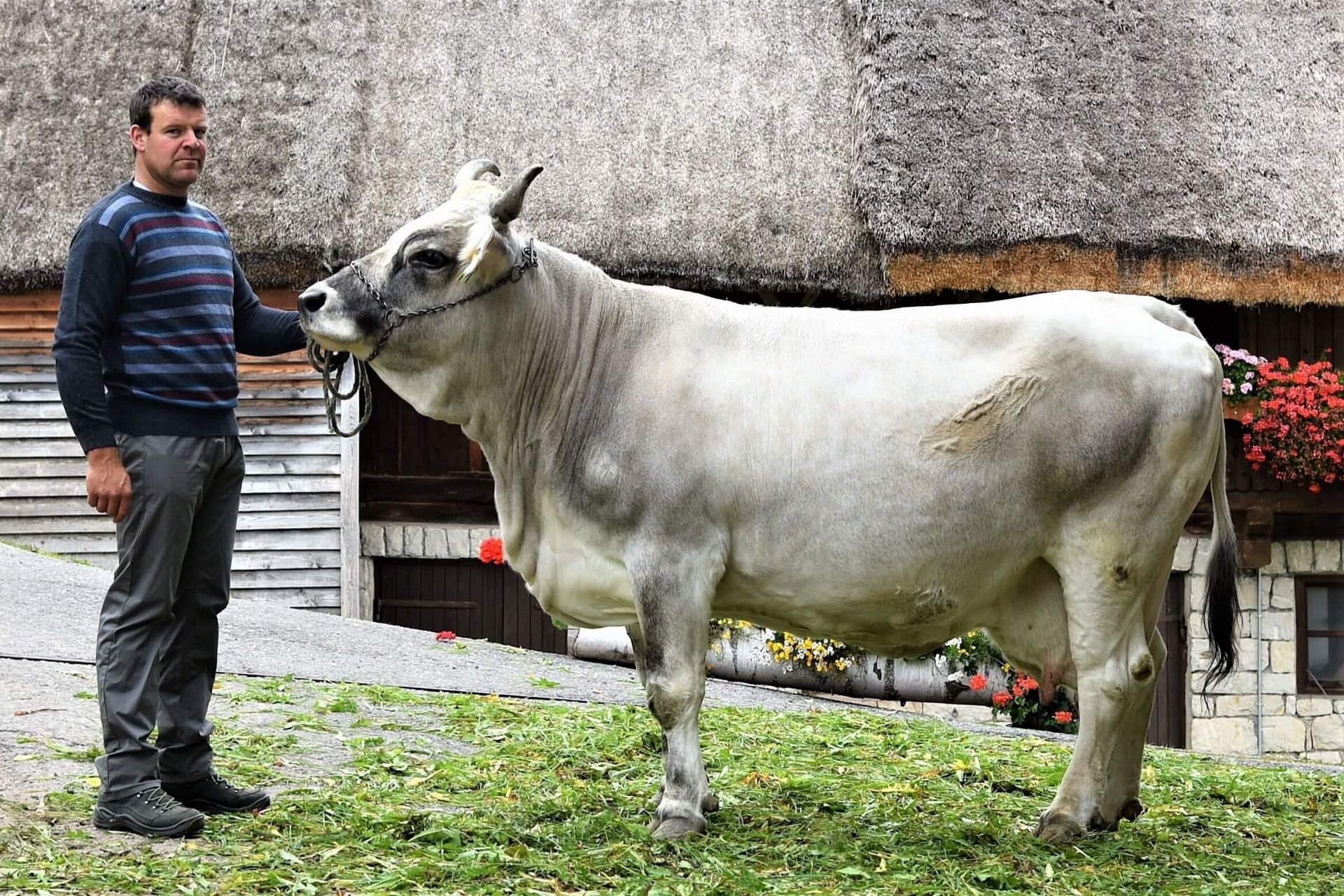 Über 70.000 Liter Lebensleistung – Grauviehkuh Judika