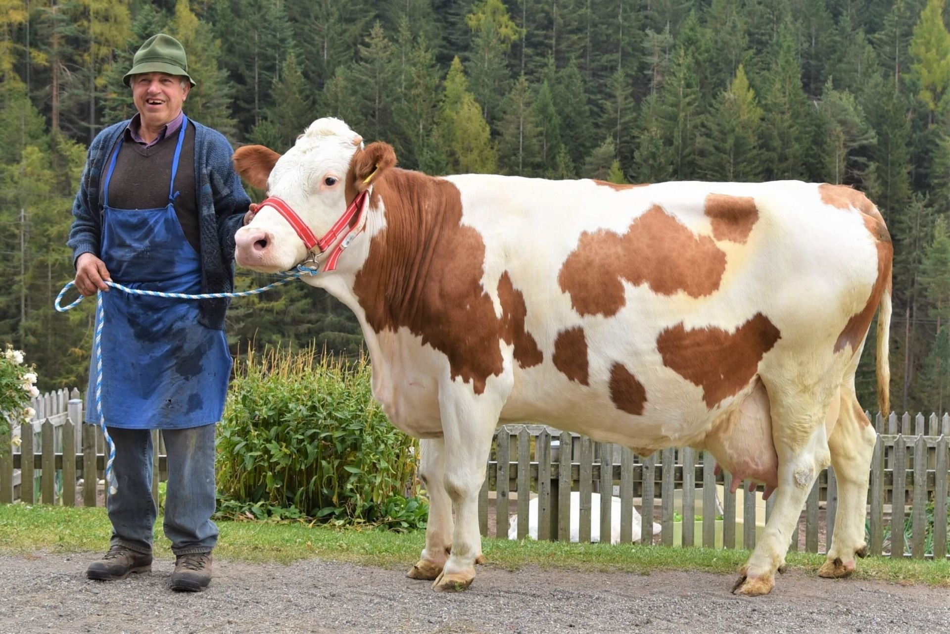 Über 100.000 Liter Lebensleistung! Fleckviehkuh Linde