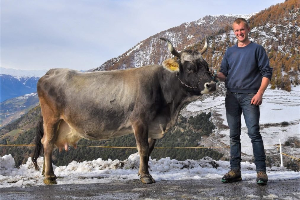 Über 70.000 Liter Lebensleistung – Grauviehkuh Walli