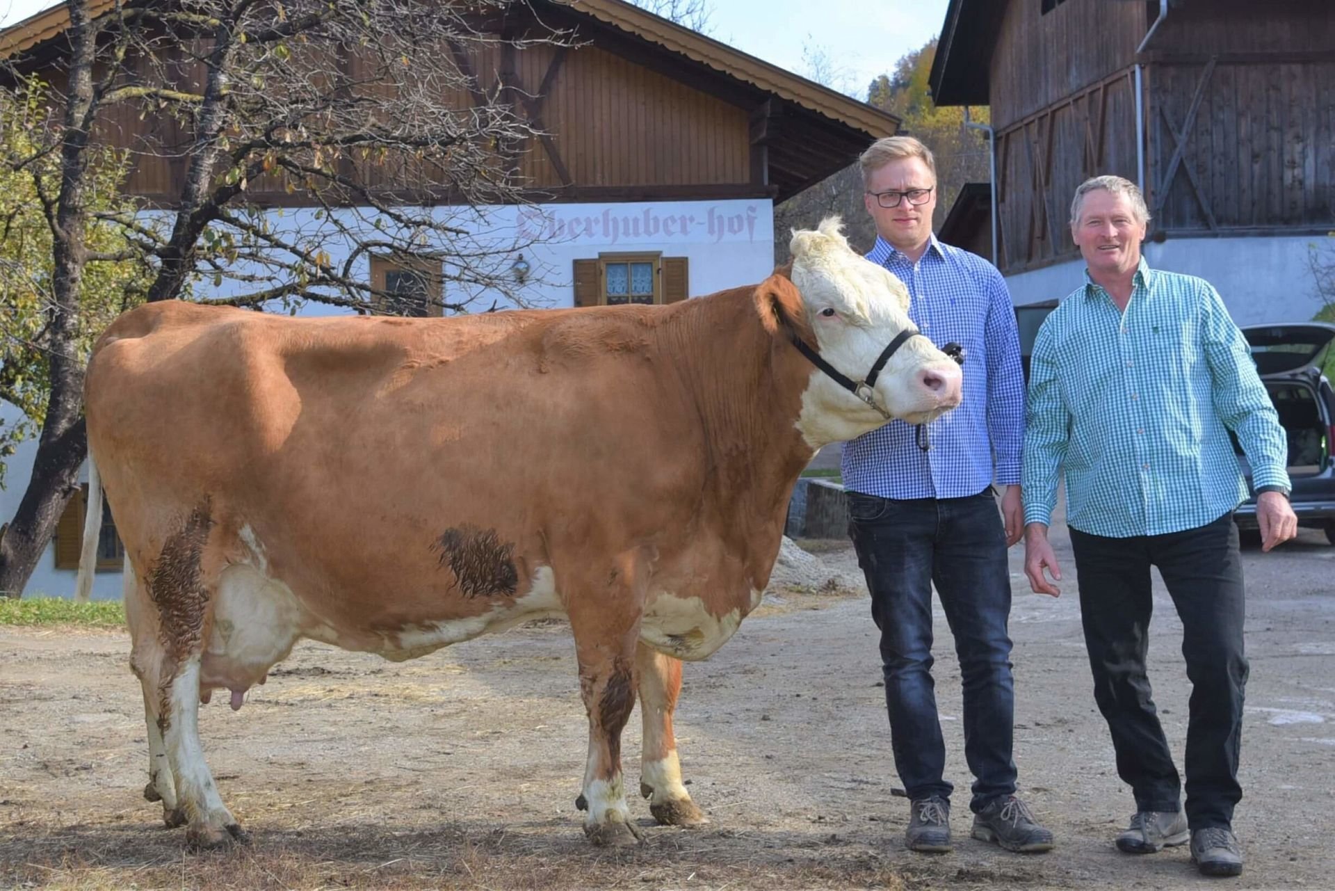 Über 100.000 Liter Lebensleistung! Fleckviehkuh Sonne