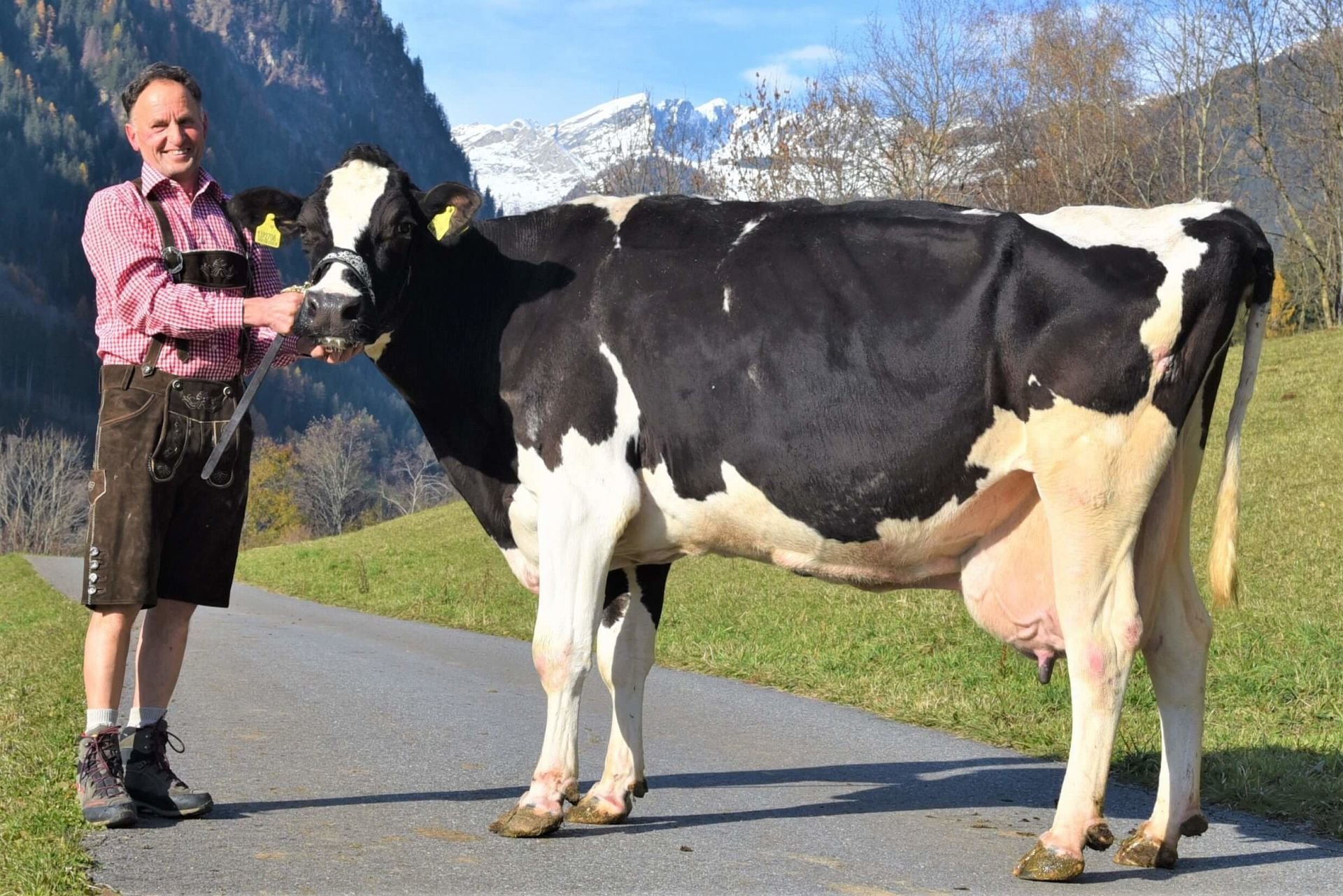 Über 100.000 Liter Lebensleistung – Holsteinkuh Welli