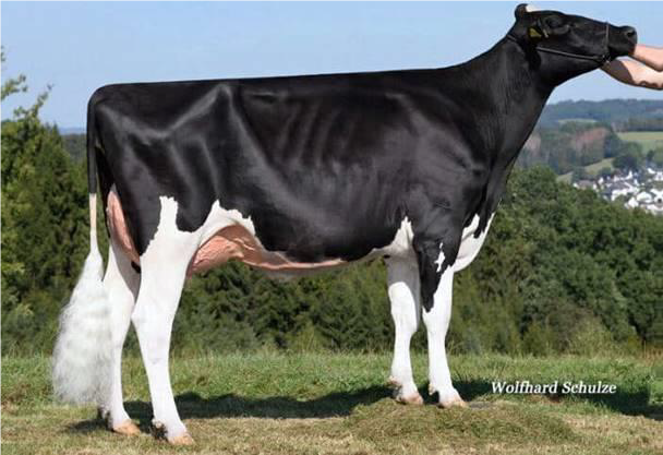 NEWS Holstein SPEZIAL-Besamungsprogramm