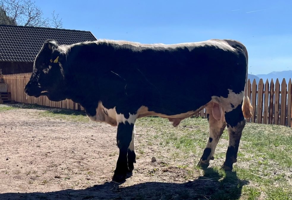 Neuer Pustertaler Sprinzenstier für die Sprinzenzüchter