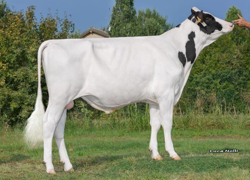 News Holstein Spezialprogramm
