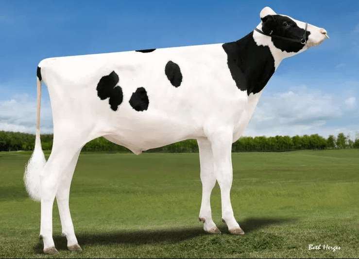 News Holstein Spezialprogramm