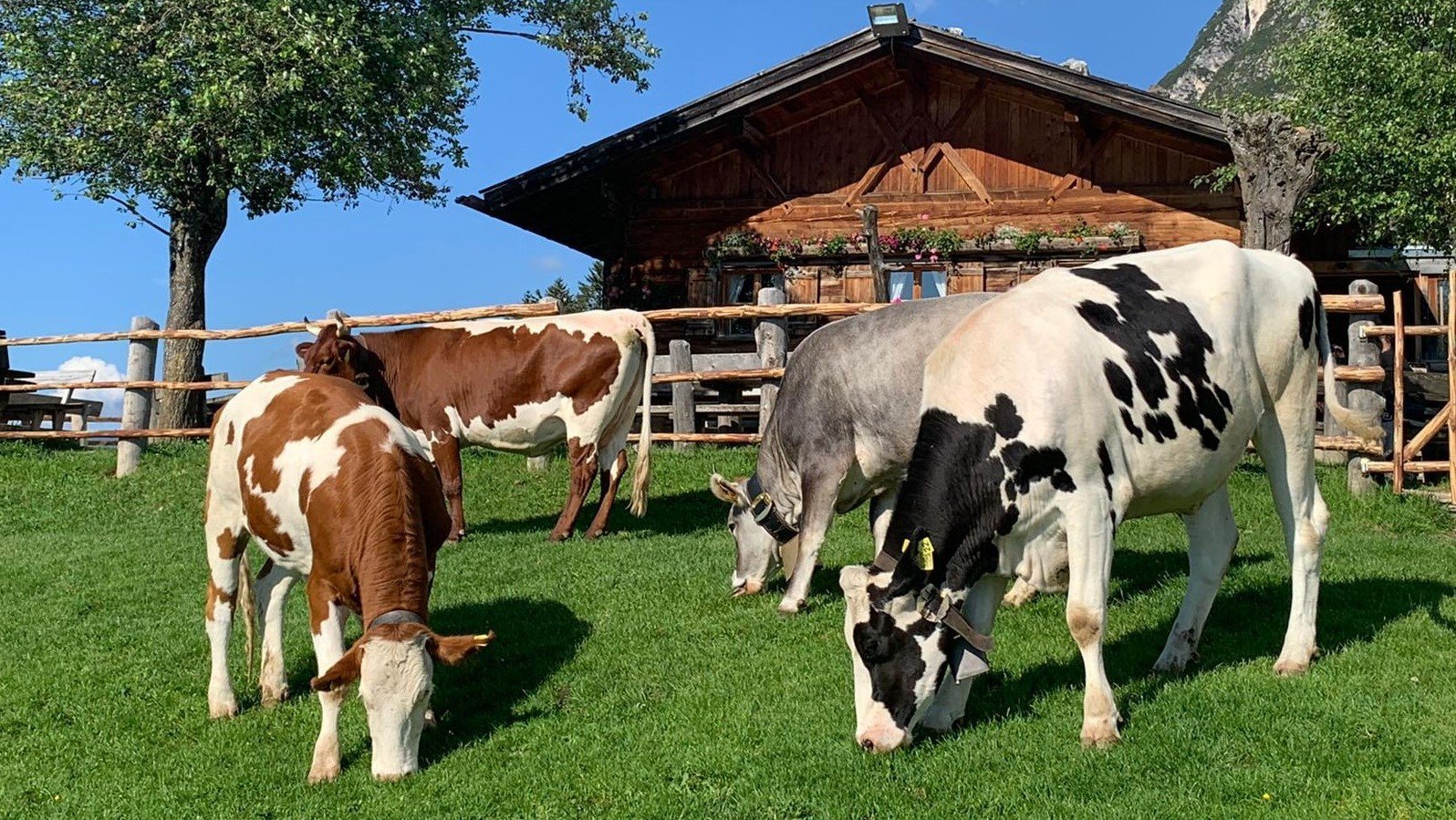 Gemeinsame Versteigerungen im Juni und Juli