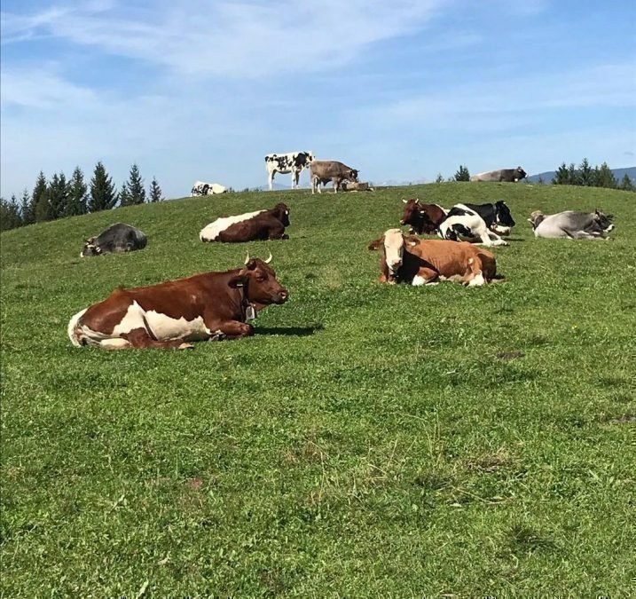 BIO-Zertifizierung