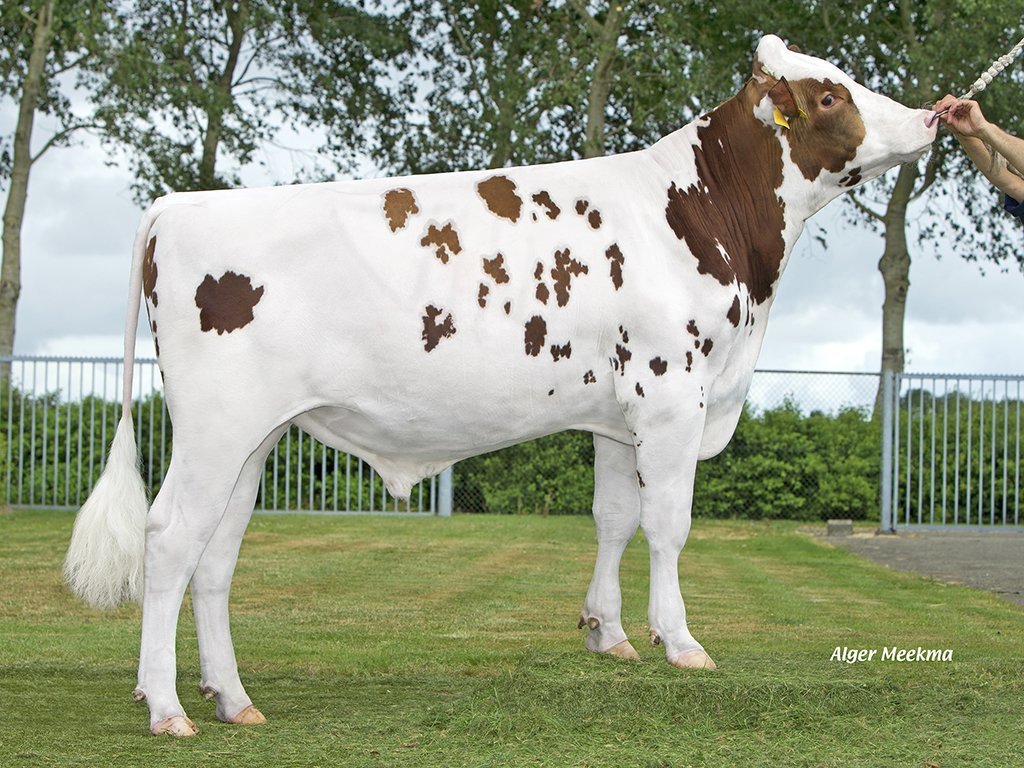Vier neue Red- Stiere für die Holsteinzüchter