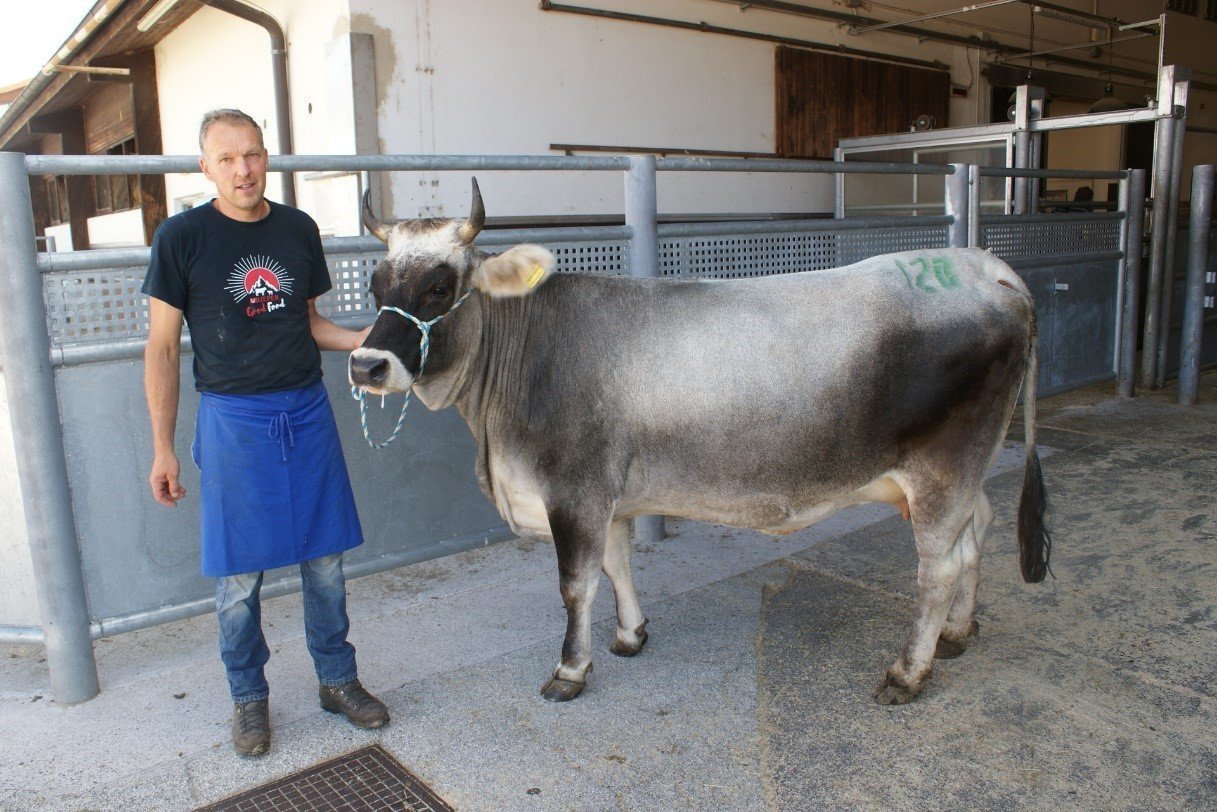 Versteigerungsbericht Grauvieh, Holstein und Pinzgauer vom 01.09.2022