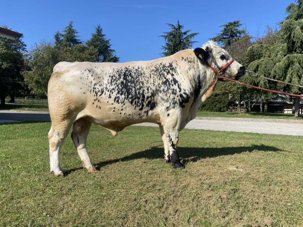 Neuer Pustertaler Sprinzenstier für die Sprinzenzüchter