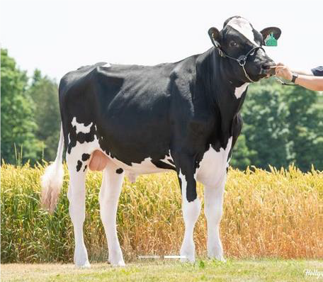 NEWS HOLSTEIN SPEZIAL-BESAMUNGSPROGRAMM