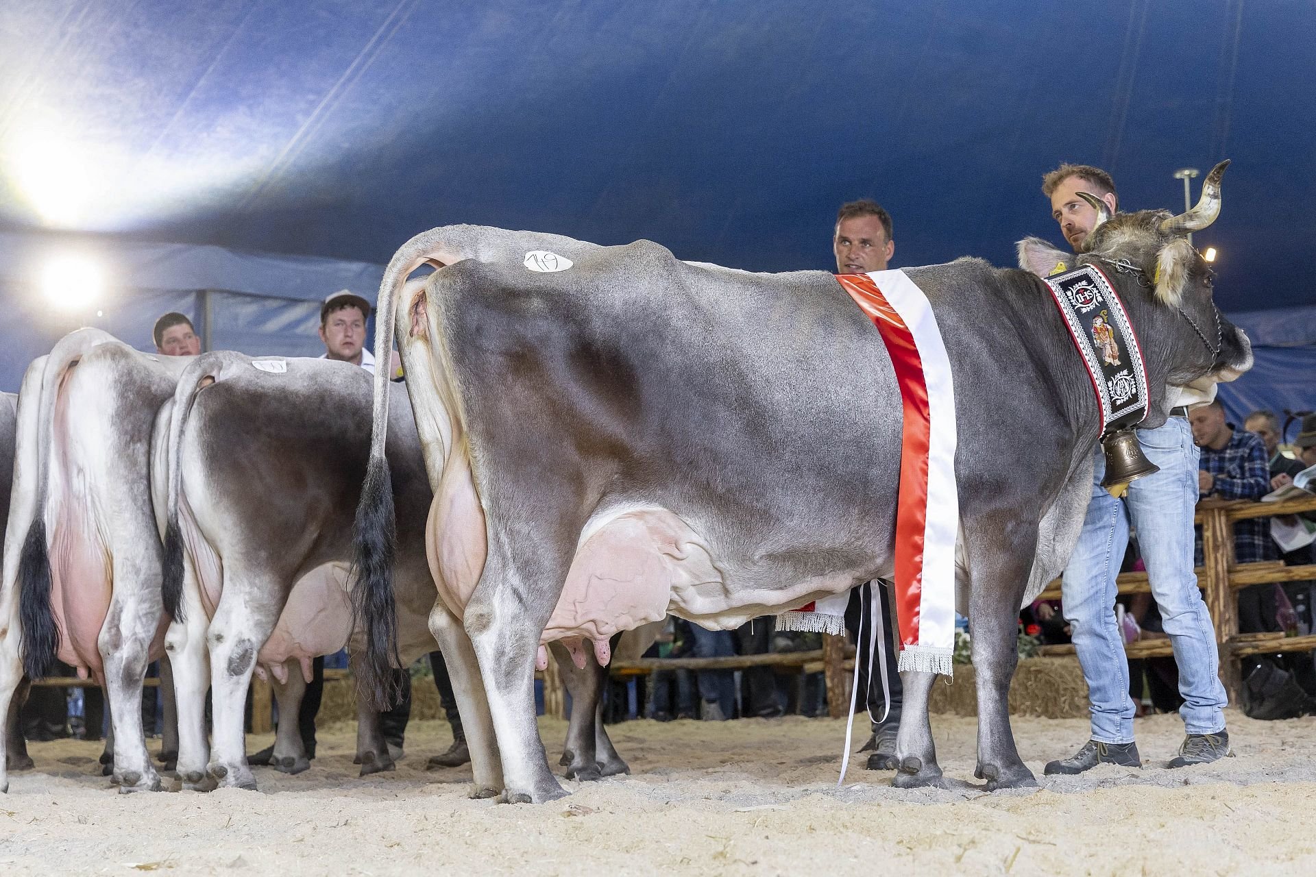 Grauvieh-Jubiläumsausstellung Ulten am 11. Mai 2024