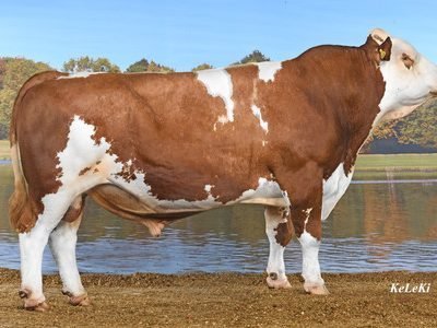 Stier Valentin ist Sohn von Bianca