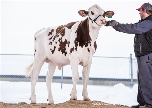 NEWS Holstein Spezialprogramm