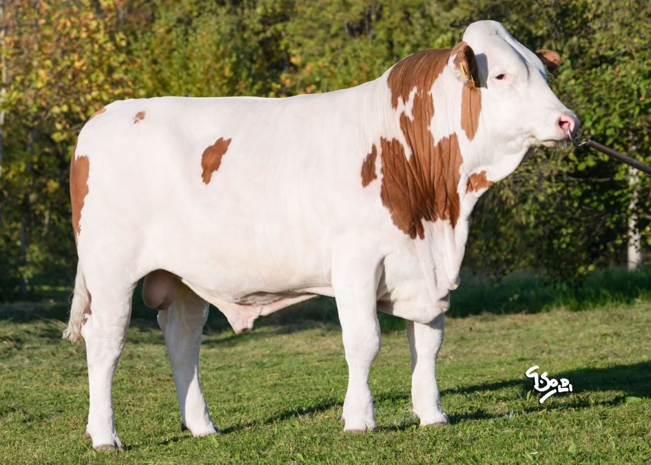 Neuer Fleckviehstier im Testeinsatz