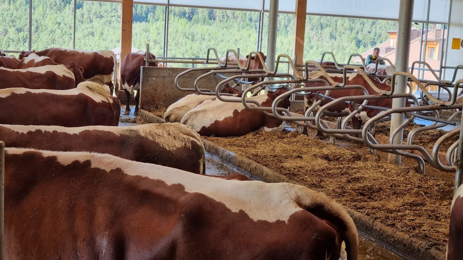 Fortbildungskurs für Experten der Rasse Pinzgauer am 15. Juli 2025