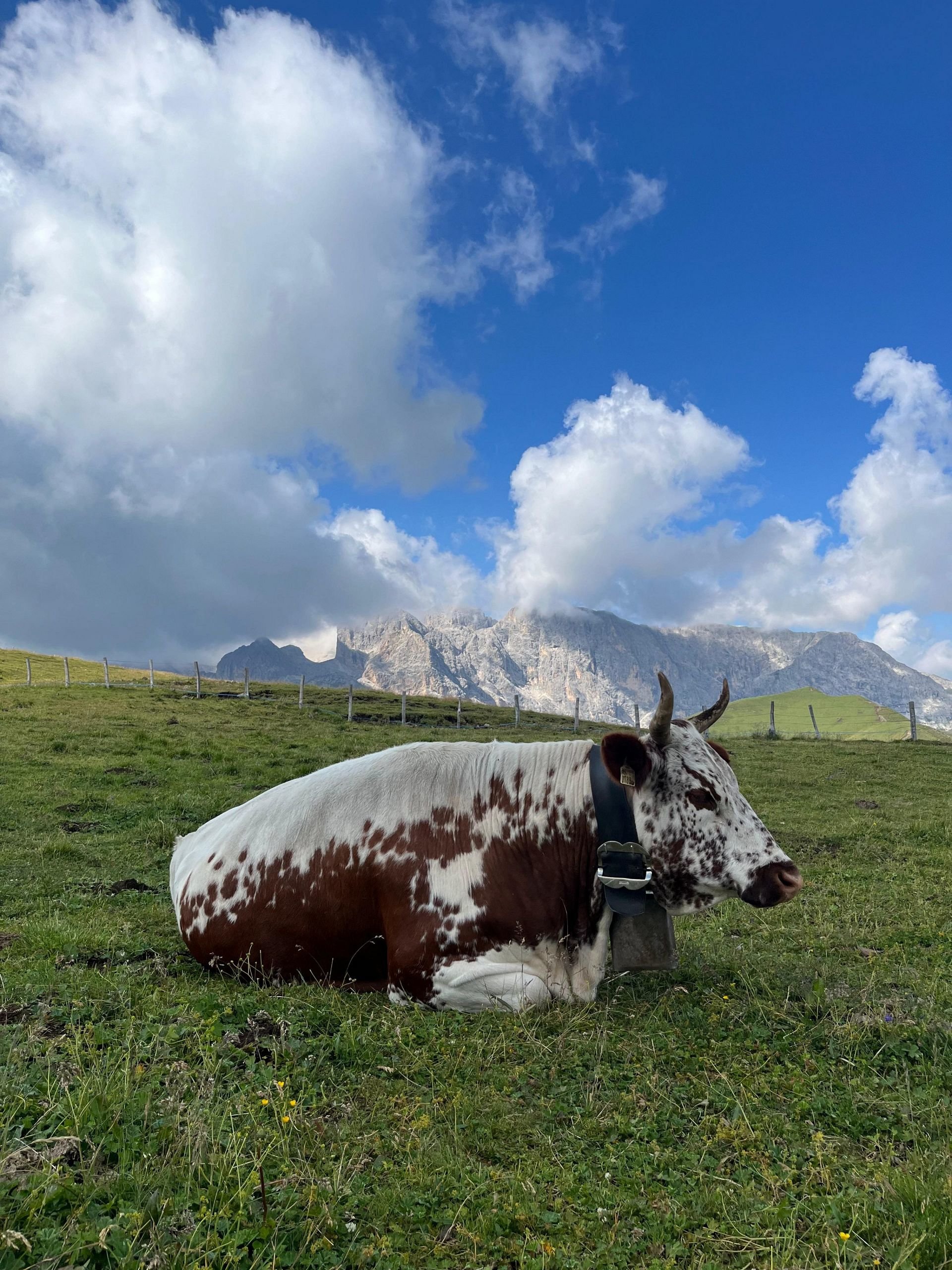 Zusammenkunft Sprinzen-Züchterausschuss