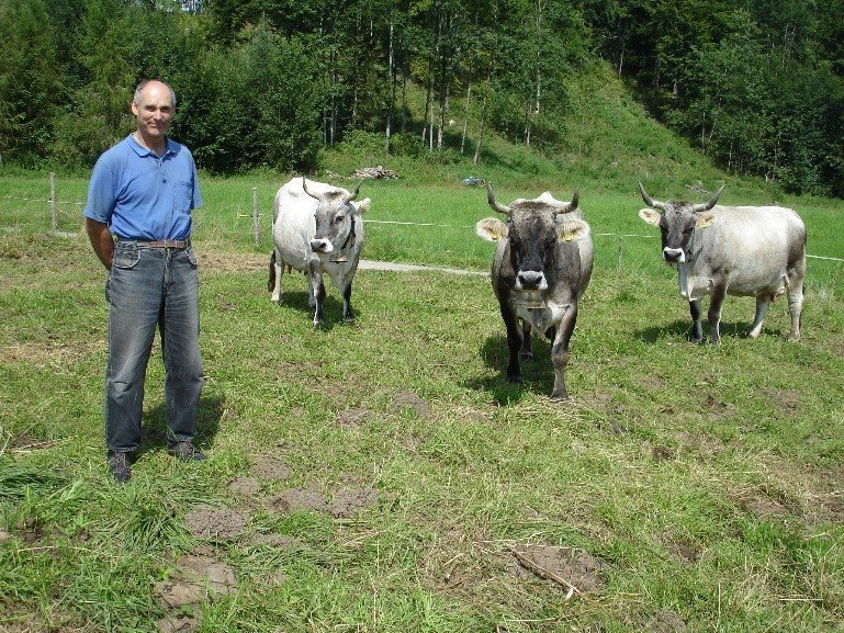 Laufstall versus Anbindestall